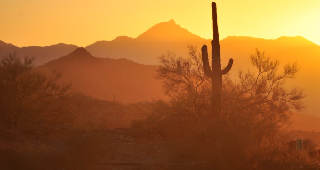 How Arizona’s Climate Fuels Pest Infestations