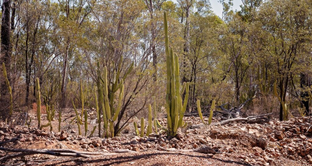 Year-Round Pest Prevention Plan for Phoenix Homeowners