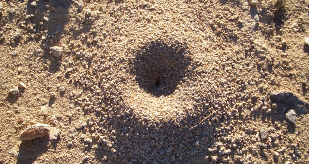 Summer Pest Control Tips That Work in the Desert