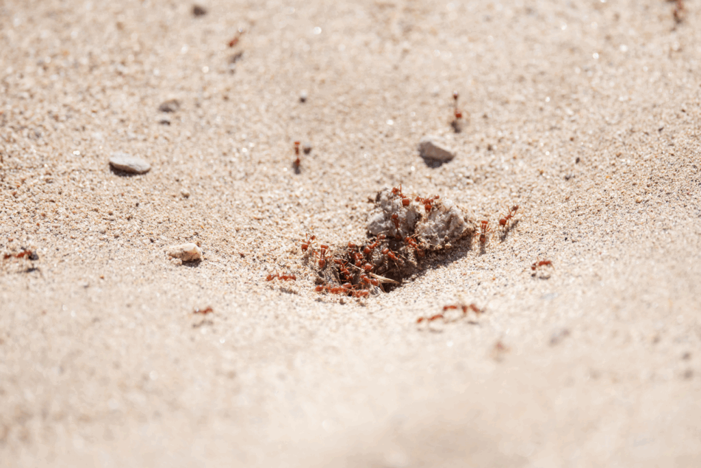 Argentine Ants vs. Fire Ants: Control Differences