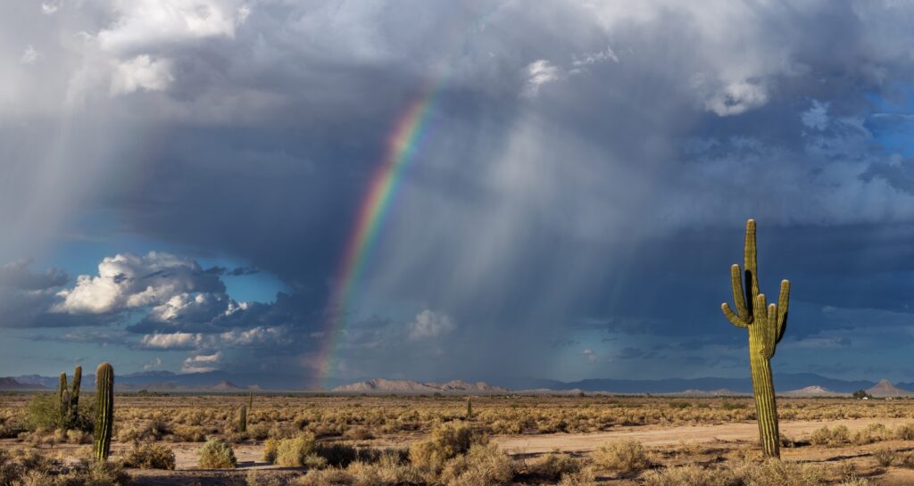 Why Pest Problems Surge After Monsoon Season in Arizona