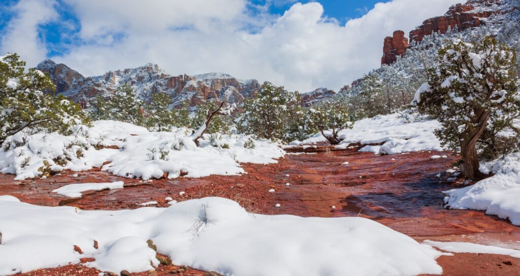 Winter Pest Activity in Phoenix Homes