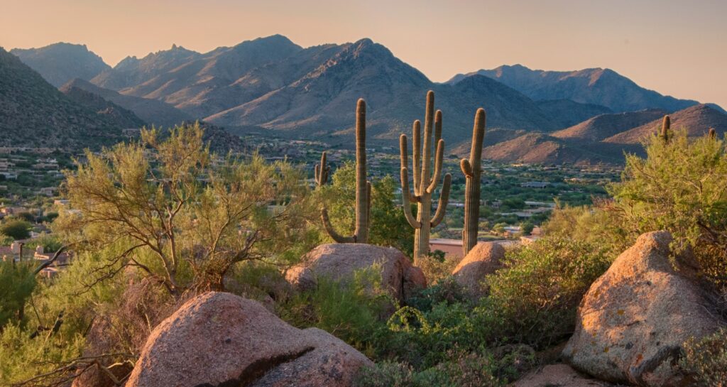 Phoenix’s Most Common Household Pests by Season